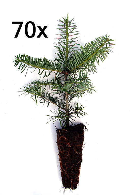 Nordmanntanne Containerpflanzen Herkunft Aspheronsk 15-30cm