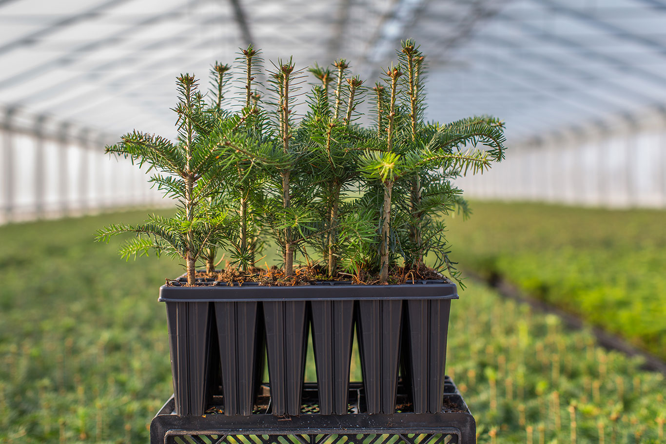 Nordmanntanne Containerpflanzen Herkunft Tlugi 15-30cm