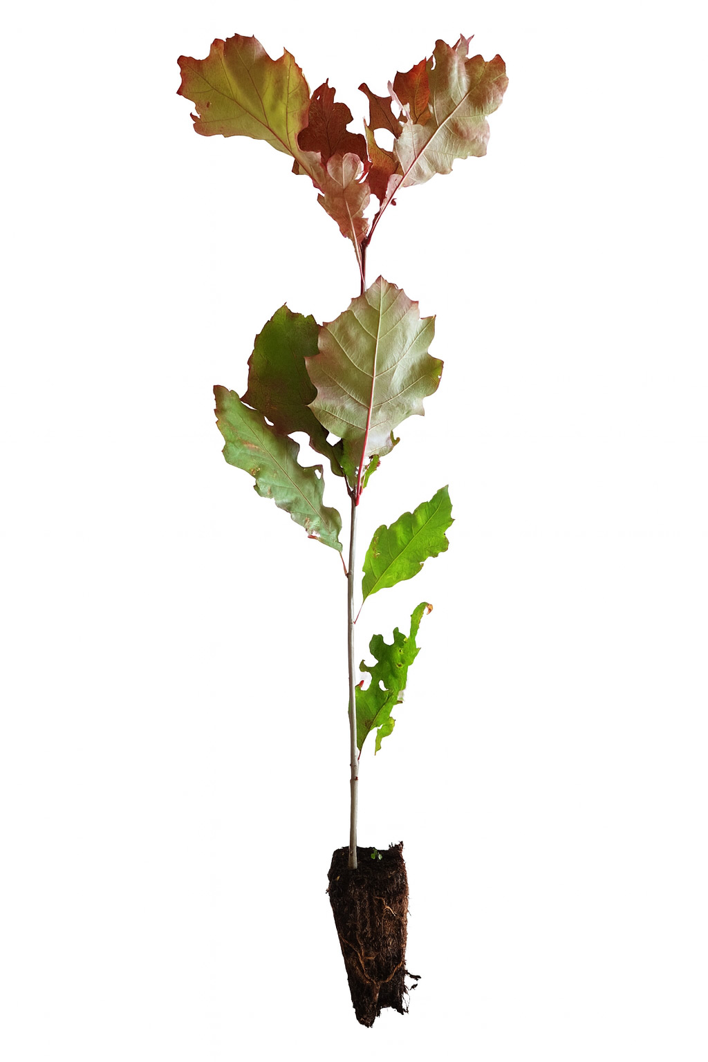 Roteiche (1/0) Containerpflanzen 20-40cm Quercus rubra Mehrpack, Blatt, Pflanze, Boden, Baum, Topfpflanze