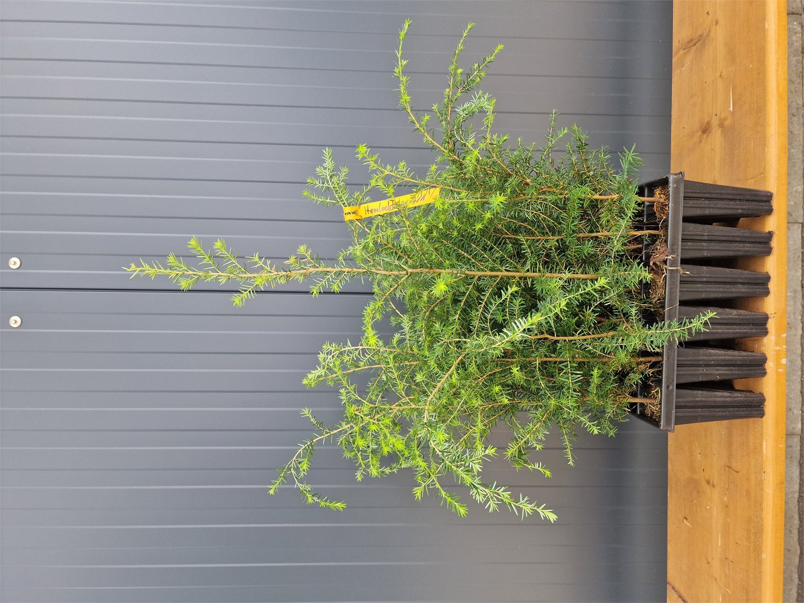 Hemlocktanne (1/1) Containerpflanzen 15-30cm Tsuga heterophylla Mehrpack