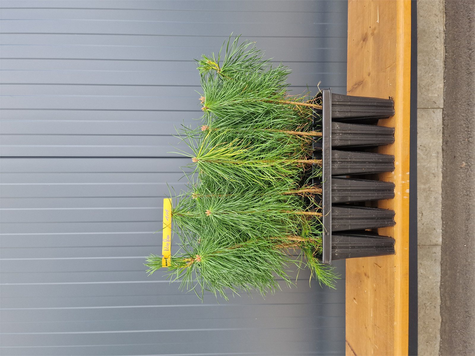 Kiefer (1/1) Containerpflanzen 15-30cm Pinus sylvestris Mehrpack