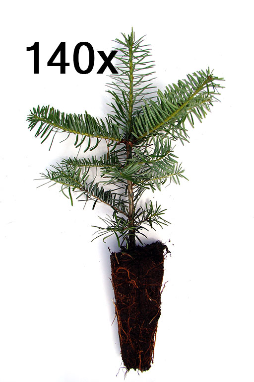 Nordmanntanne Containerpflanzen Herkunft Ambrolauri 15-30cm