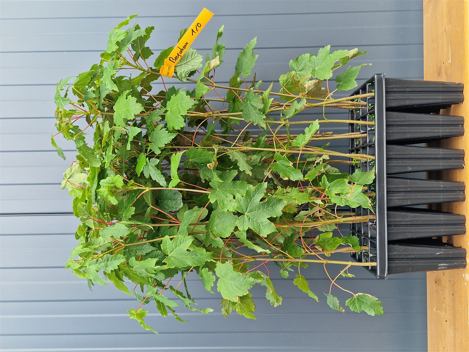 Bergahorn (1/0) Containerpflanzen 40-60cm Tsuga heterophylla Mehrpack