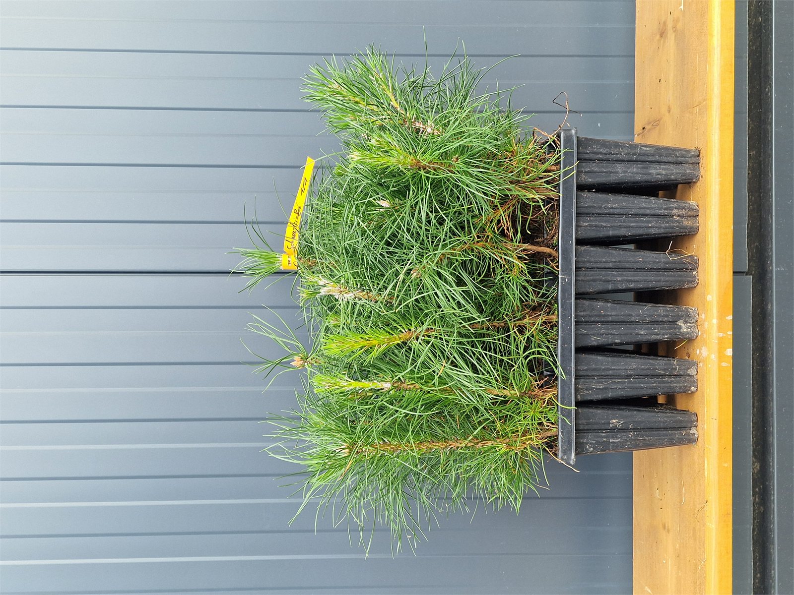 Schwarzkiefer (1/1) Containerpflanzen 15-30cm Pinus nigra ssp. Nigra Mehrpack