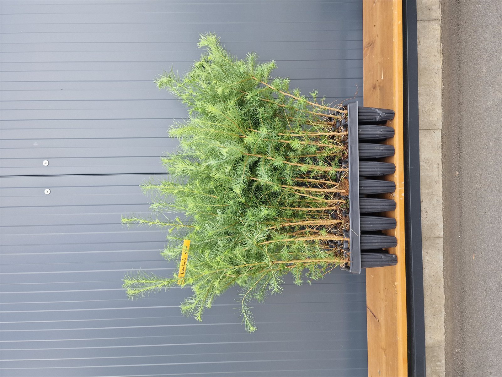 Europäische Lärche (1/1) Containerpflanzen 30-60cm Larix decidua Mehrpack