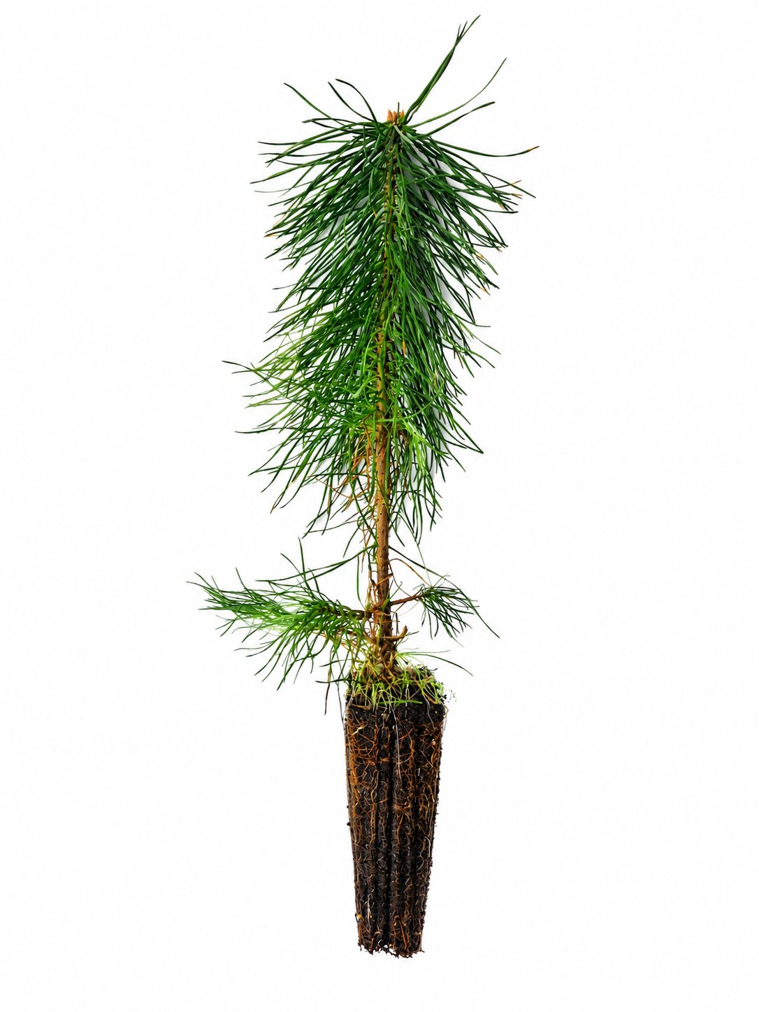 Kiefer (1/1) Containerpflanzen 15-30cm Pinus sylvestris Mehrpack