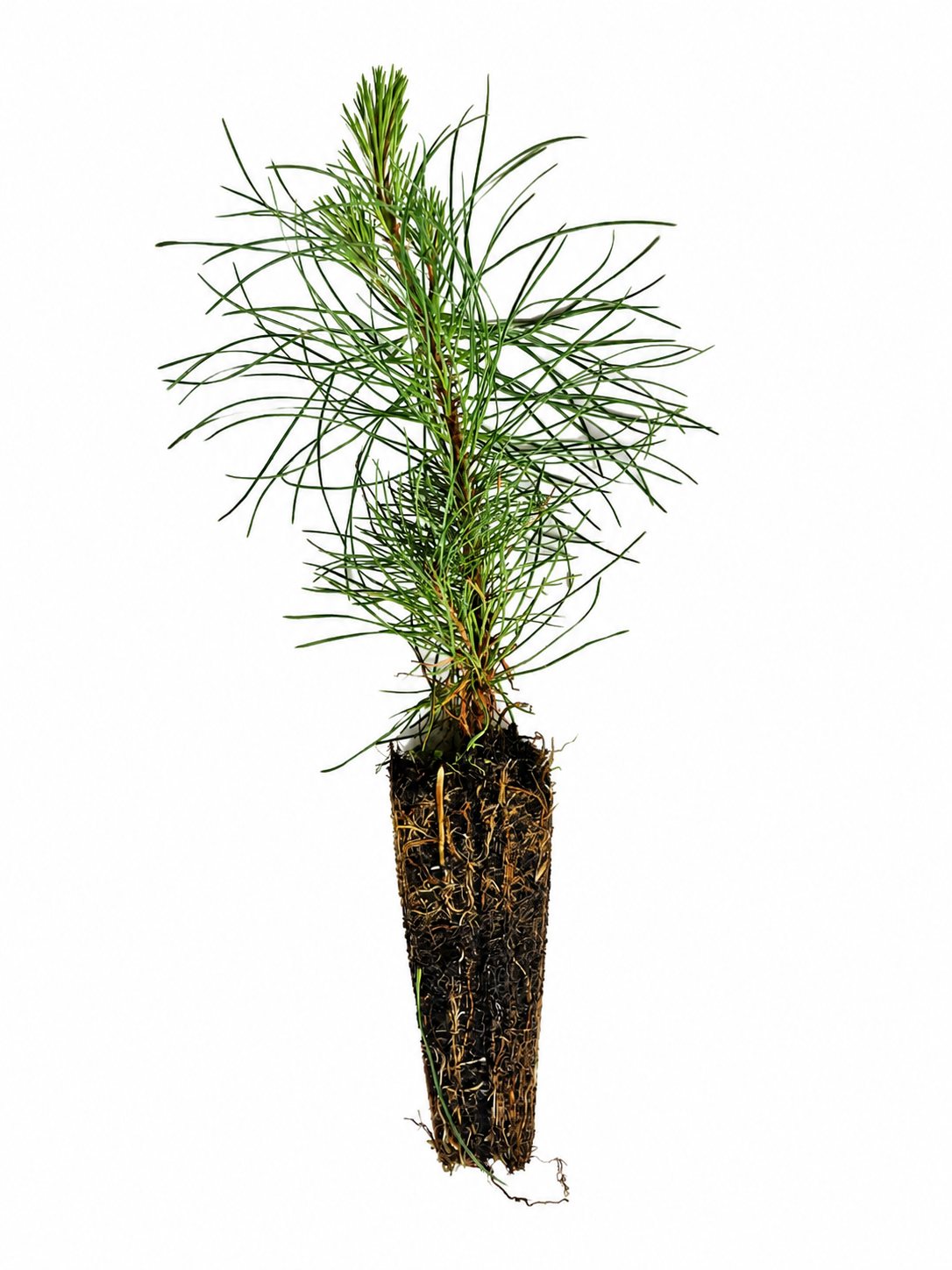 Schwarzkiefer (1/1) Containerpflanzen 15-30cm Pinus nigra ssp. Nigra Mehrpack