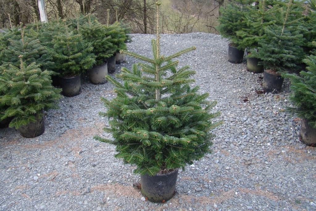 Sortiment Nortmanntanne als Topfbaum