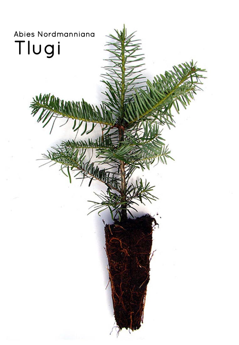 Pflanze, Baum, Tanne, Konifer, Boden