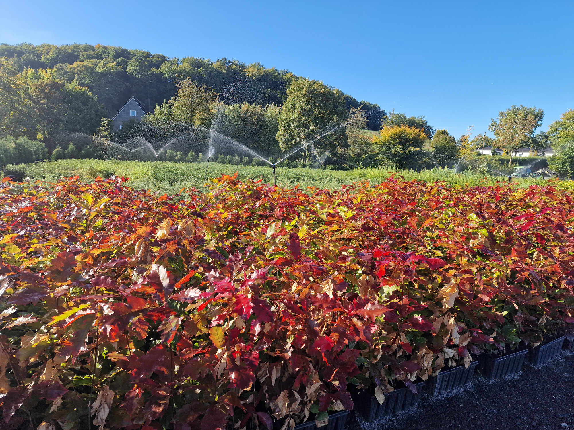 Roteiche (1/0) Containerpflanzen 20-40cm Quercus rubra Mehrpack, Blatt, Vegetation, Wasser, Baum, Garten, Blatt, Vegetation, Wasser, Baum, Garten, Blatt, Vegetation, Wasser, Baum, Garten