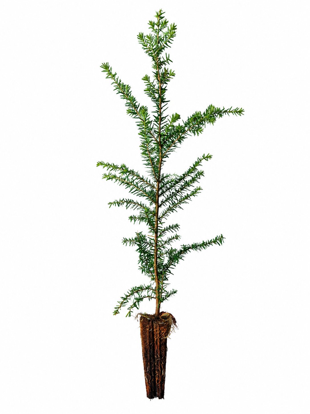 Hemlocktanne (1/1) Containerpflanzen 15-30cm Tsuga heterophylla Mehrpack