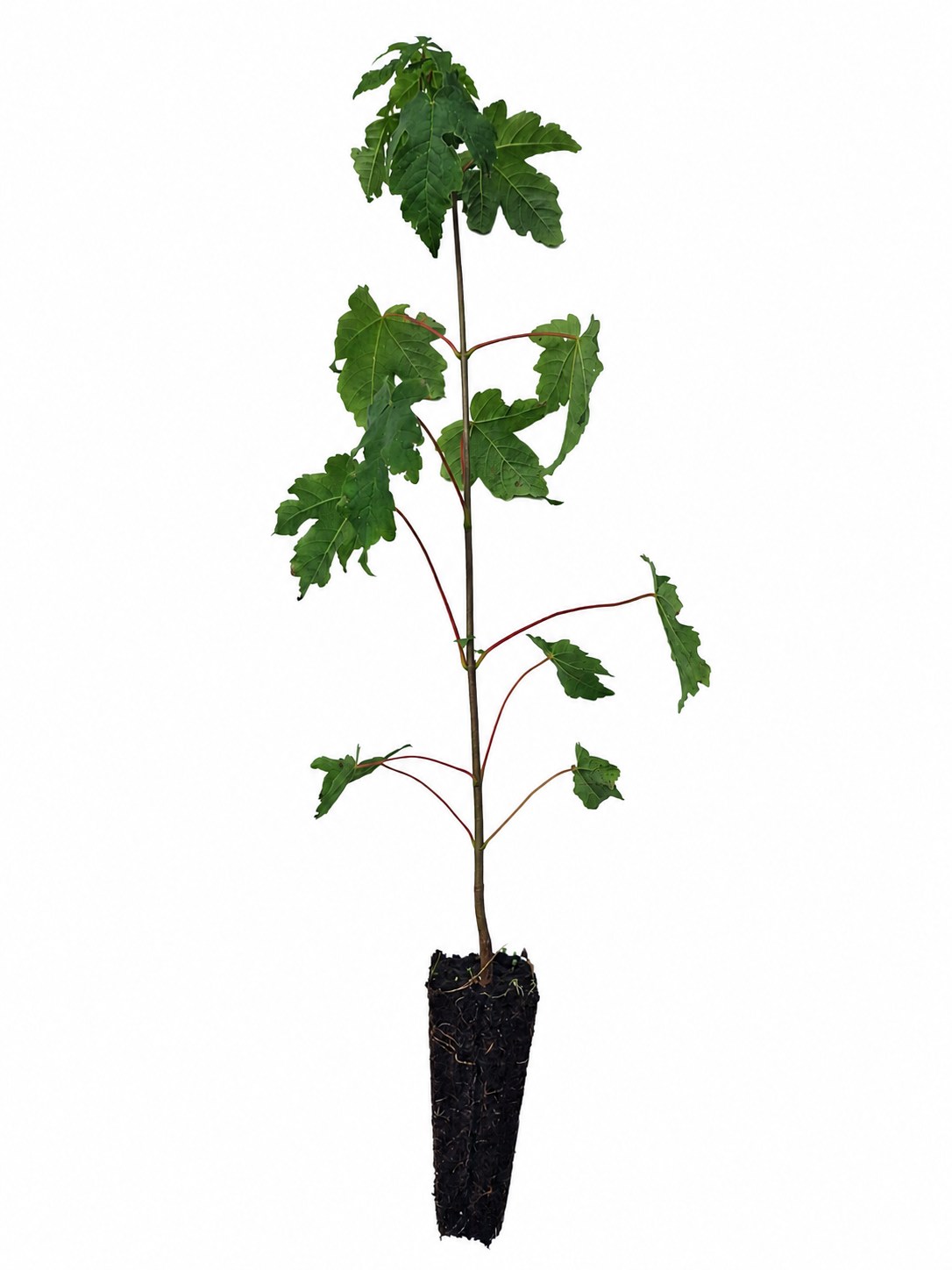 Bergahorn (1/0) Containerpflanzen 40-60cm Tsuga heterophylla Mehrpack