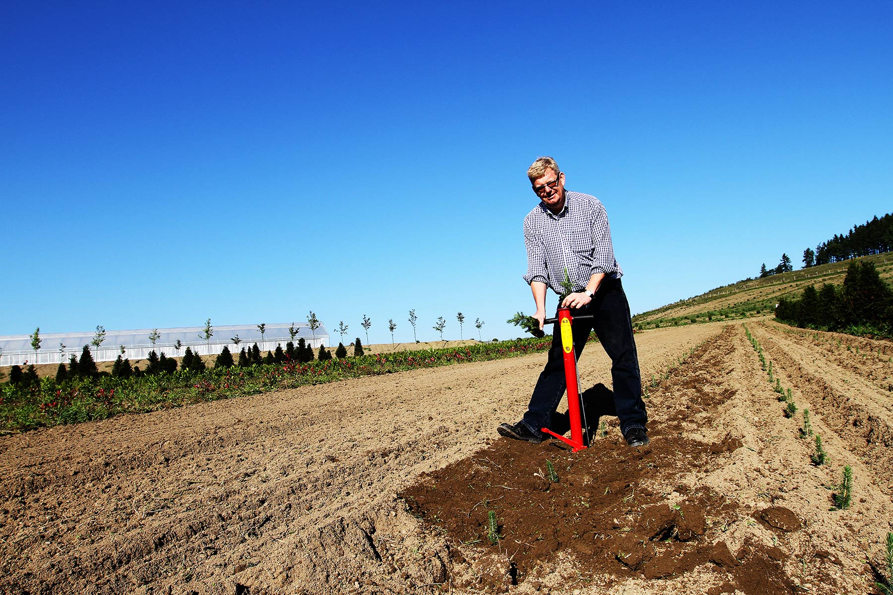 Blaufichte Containerpflanzen Picea Pungens Herkunft Apache 12-20cm