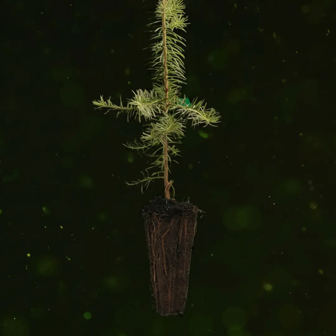 douglasie-containerpflanze-weboptimiert-final