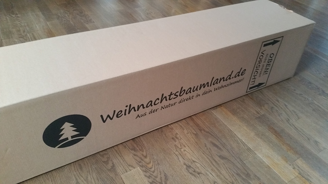 Nordmanntanne im Topf gewachsen