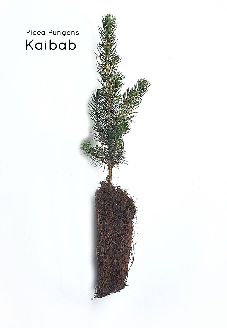 Blaufichte Containerpflanzen Picea Pungens Herkunft Kaibab 12-20cm