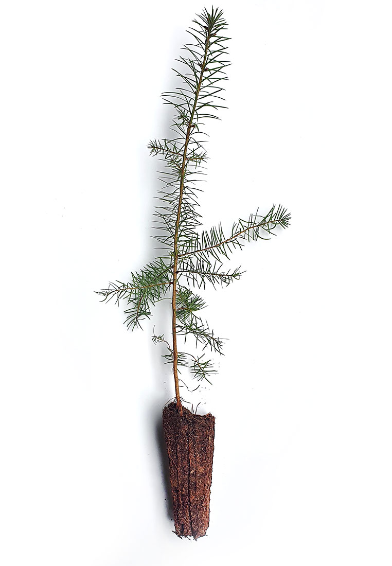 Douglasie Containerpflanzen 30-60cm Pseudotsuga menziesii Mehrpack