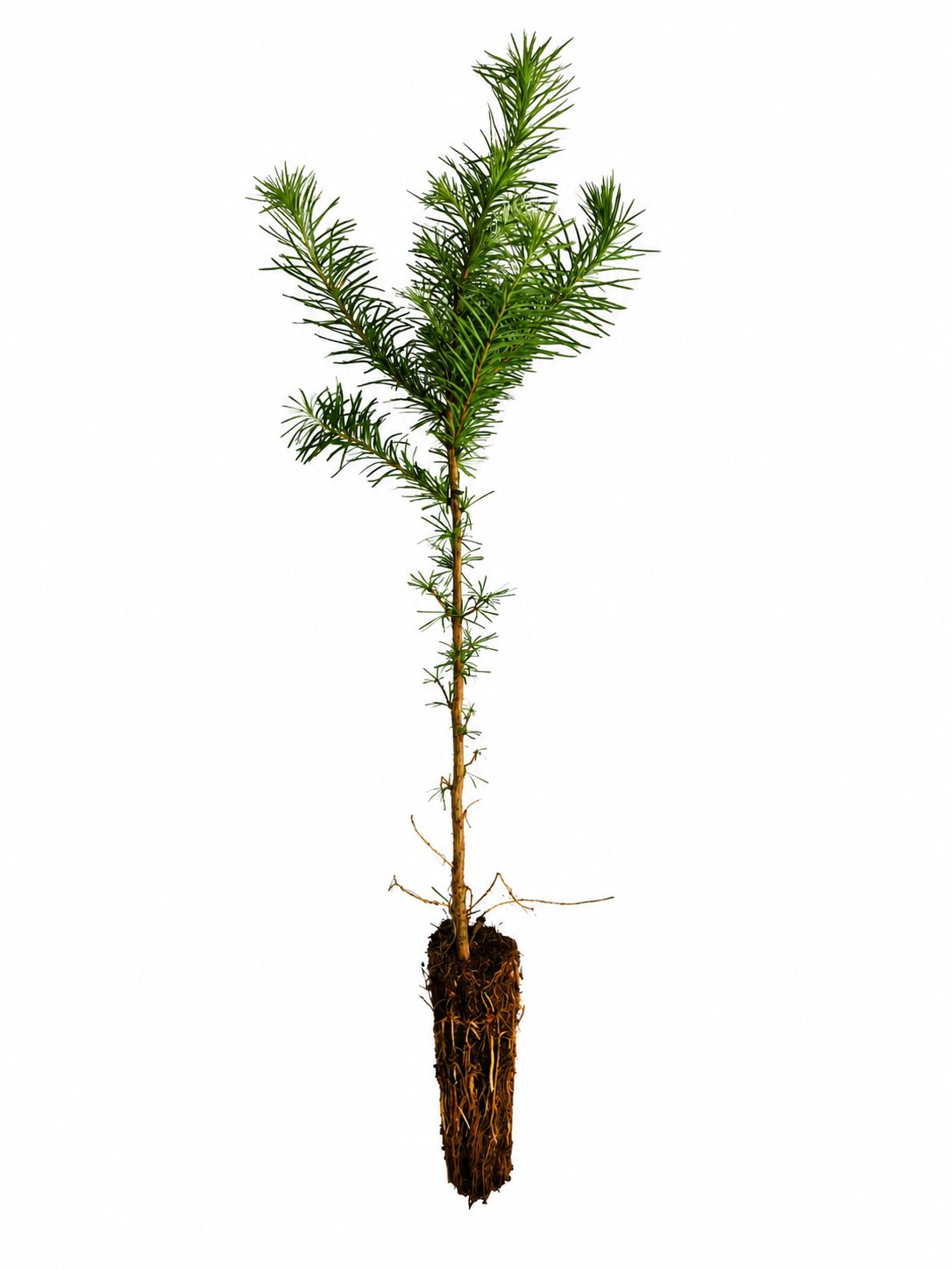 Europäische Lärche (1/1) Containerpflanzen 30-60cm Larix decidua Mehrpack