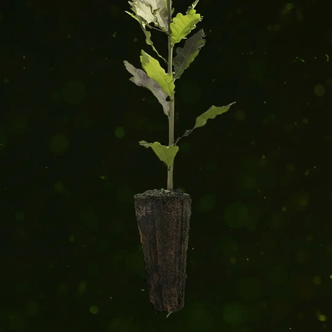 eiche-containerpflanze-weboptimiert-final