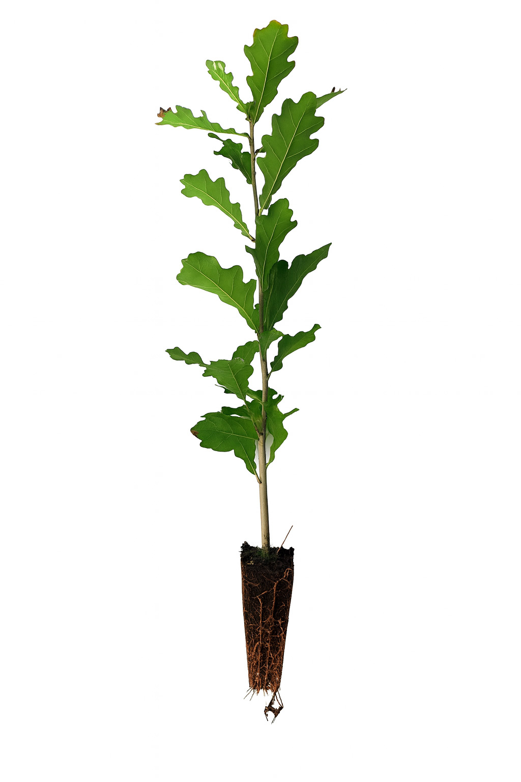Stieleiche (1/0) Containerpflanzen 20-40cm Quercus robur Mehrpack, Blatt, Pflanze, Pflanze im Topf, Baum, Boden, Blatt, Pflanze, Pflanze im Topf, Baum, Boden, Blatt, Pflanze, Pflanze im Topf, Baum, Boden