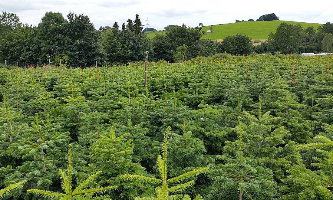 Sortiment Nordmanntanne Topfbaum